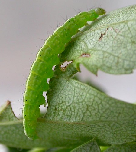 Ypsolopha scabrella