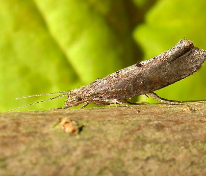 Adult &bull; Ketton Quarry, Rutland, Leics. &bull; &copy; Mark Skevington