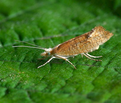 Adult &bull; Kinver Edge, Staffordshire &bull; &copy; Patrick Clement