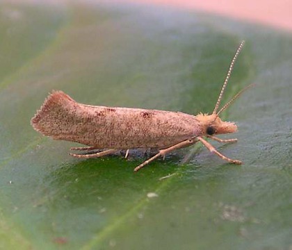 Adult &bull; Crawley, Sussex &bull; &copy; Ben Smart