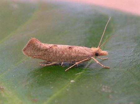 Ypsolopha alpella