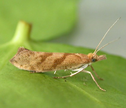 Adult &bull; Chorlton, Gtr. Manchester, reared from larva on Quercus &bull; &copy; Ben Smart
