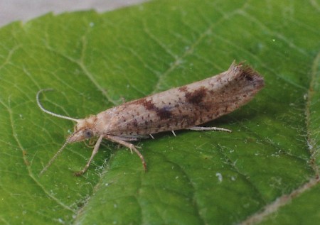 Ypsolopha sylvella