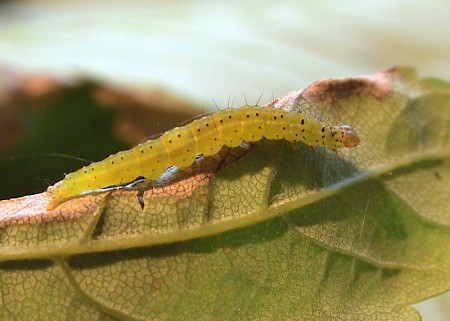 Ypsolopha parenthesella