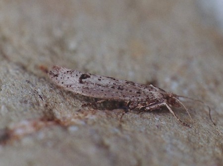 Ypsolopha ustella