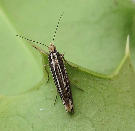 Ypsolopha ustella