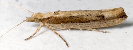 Ypsolopha ustella