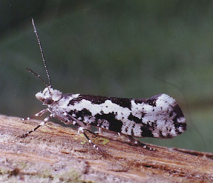 Adult &bull; Park Wood, Elland, West Yorkshire &bull; &copy; Ian Kimber