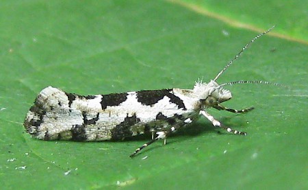 Ypsolopha sequella