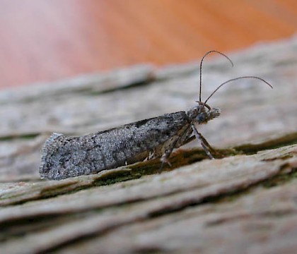 Adult &bull; &copy; Ian Thirlwell