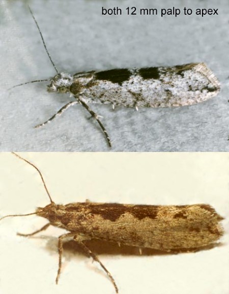 Ypsolopha vittella