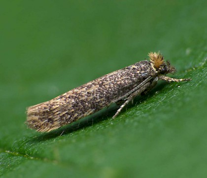 Male &bull; Bareleg Hill, Staffordshire &bull; &copy; Patrick Clement