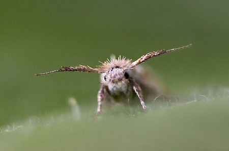 Ochsenheimeria urella