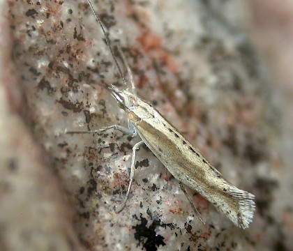 Adult &bull; Beinn Eighe, Wester Ross &bull; &copy; Bob Heckford