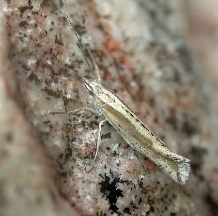 Plutella haasi