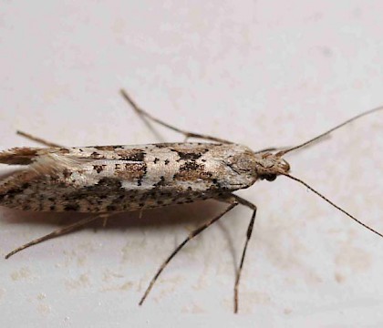 Adult &bull; R?st, Lofoten islands, Norway. &bull; &copy; Steve Baines