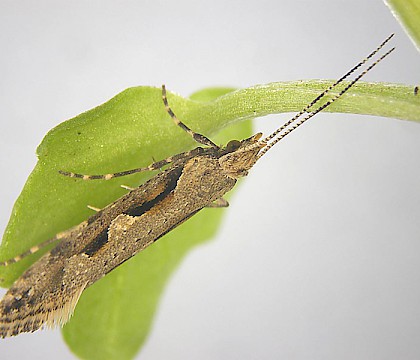 Adult &bull; Hele Bay, Devon &bull; &copy; Bob Heckford