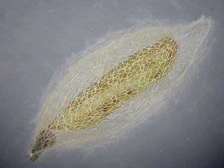 Rhigognostis annulatella