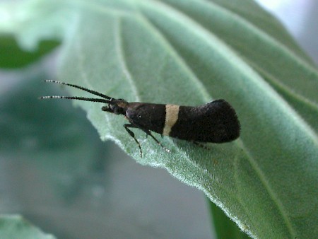 Eidophasia messingiella