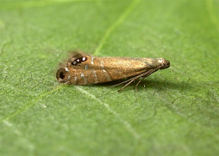 Glyphipterix thrasonella