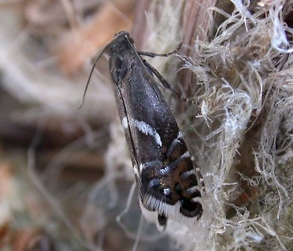 Adult &bull; West Yorkshire &bull; &copy; Ian Kimber