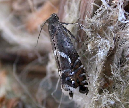 Glyphipterix haworthana