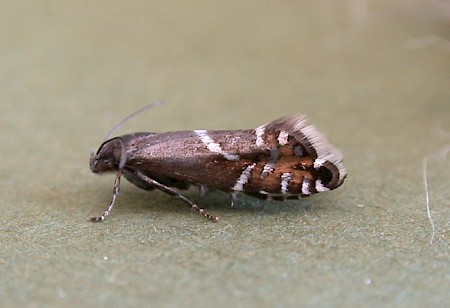 Glyphipterix haworthana