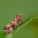 Adult • Ex mine on Solanum dulcamara, Halesowen, W. Midlands • © Patrick Clement