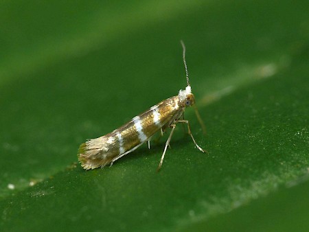 Argyresthia trifasciata