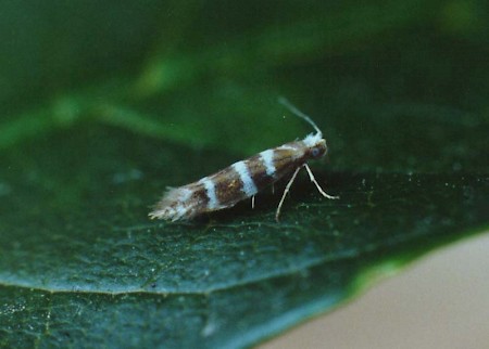 Argyresthia trifasciata