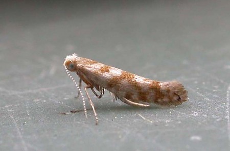 Argyresthia cupressella