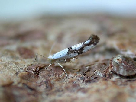 Argyresthia ivella