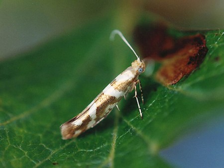 Argyresthia goedartella