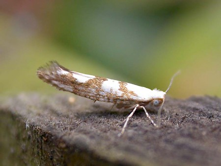 Argyresthia sorbiella