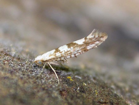 Argyresthia sorbiella