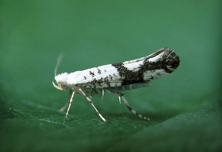 Argyresthia curvella