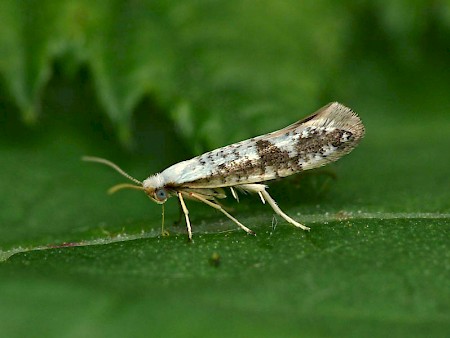 Argyresthia curvella