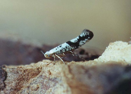 Argyresthia curvella