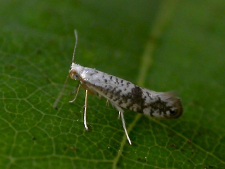 Argyresthia retinella