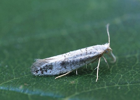 Argyresthia retinella