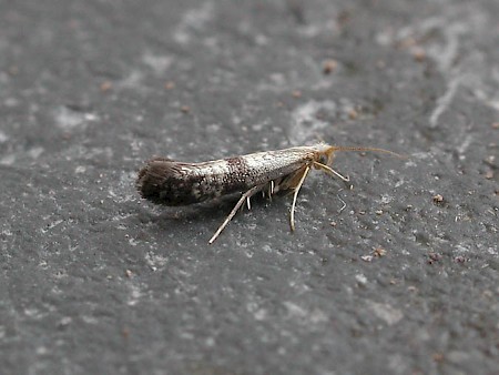 Argyresthia glaucinella