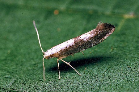 Argyresthia spinosella