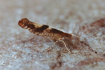 Cherry Fruit Moth Argyresthia pruniella