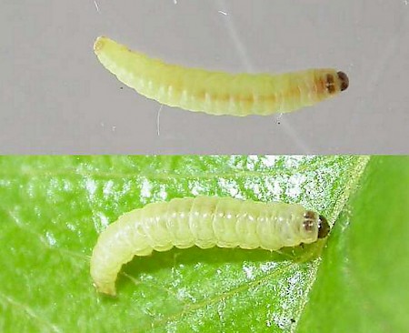 Argyresthia bonnetella