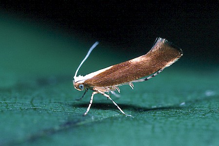 Argyresthia albistria