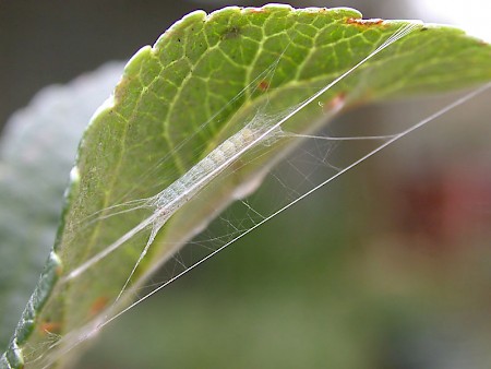 Apple Leaf Miner Lyonetia clerkella