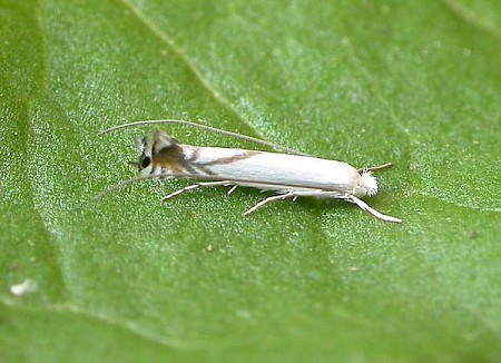 Lyonetia prunifoliella