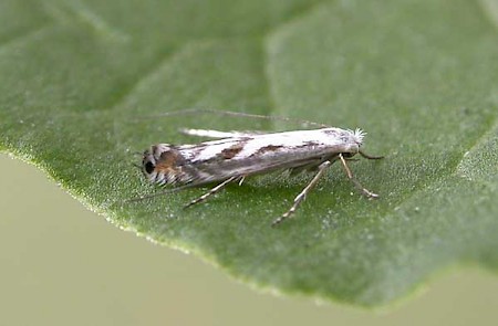 Lyonetia prunifoliella