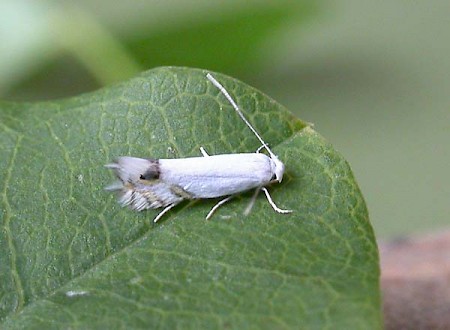 Laburnum Leaf Miner Leucoptera laburnella