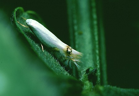 Leucoptera spartifoliella